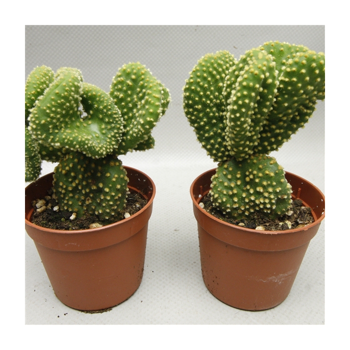 <h4>126 Opuntia Microdesis cristaat 8,5 cm</h4>