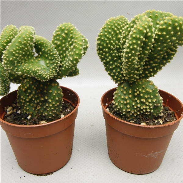 <h4>126 Opuntia Microdesis cristaat 8,5 cm</h4>