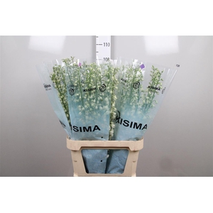 Delph Du Guard White