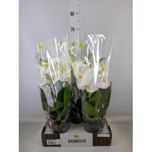 Phalaenopsis   ...white