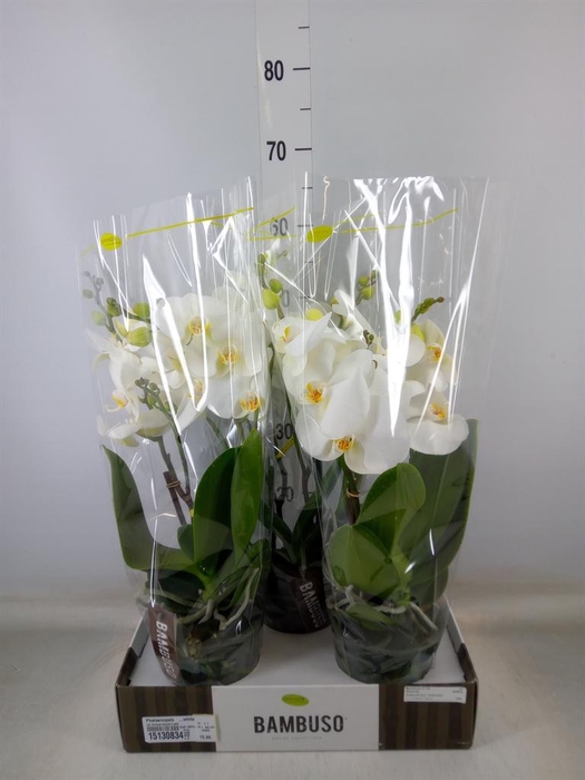 <h4>Phalaenopsis   ...white</h4>