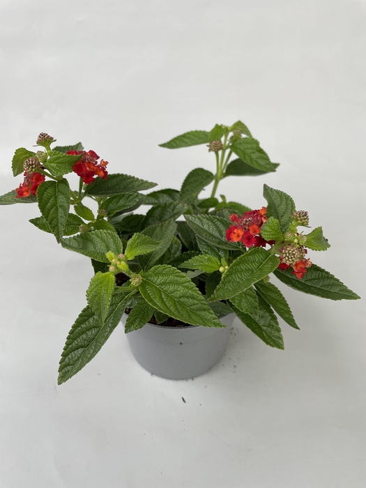 <h4>Lantana cam. Oranje p10,5</h4>