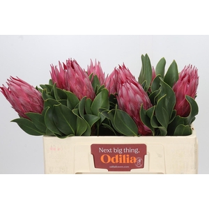 Protea Cynaroides Madiba