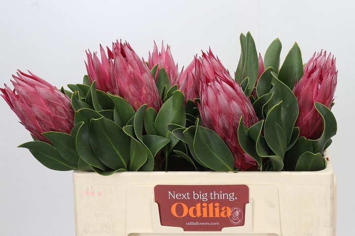 <h4>Protea Cynaroides Madiba</h4>