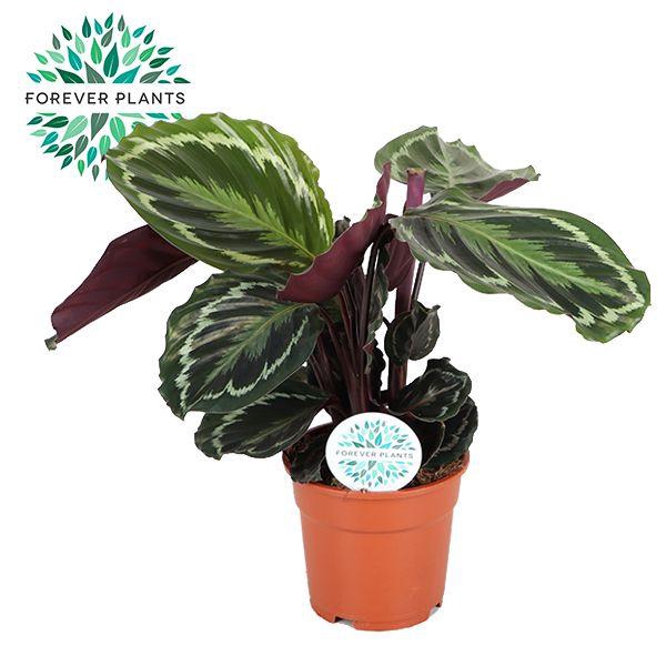 <h4>Calathea Medallion p17</h4>