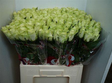 <h4>R Gr Athena</h4>