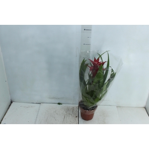 GUZMANIA FIRST CLASS P14