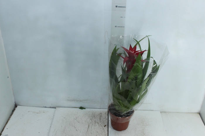 <h4>GUZMANIA FIRST CLASS P14</h4>