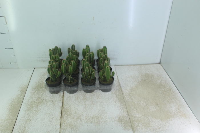 <h4>CACTUS ACANTHOCEREUS TETRAGONUS P09</h4>