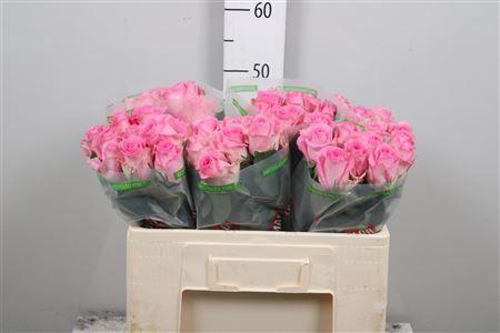 <h4>R Gr Revival</h4>