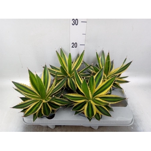 Agave lophantha 'Quadricolor'