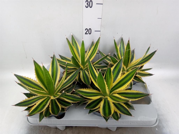 <h4>Agave lophantha 'Quadricolor'</h4>
