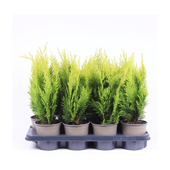 <h4>Chamaecyparis lawsoniana 'Ivonne'</h4>