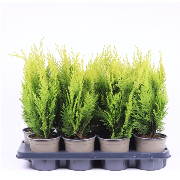 <h4>Chamaecyparis lawsoniana 'Ivonne'</h4>