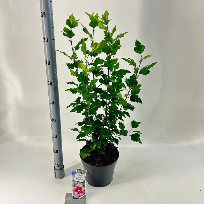 <h4>Hibiscus syriacus</h4>