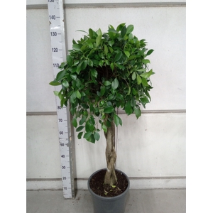 Ficus   ...
