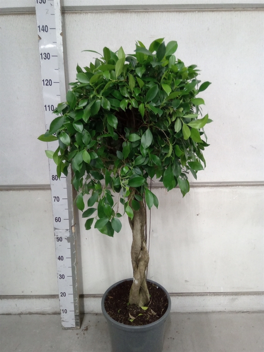 <h4>Ficus   ...</h4>