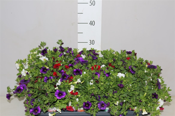 <h4>Confetti Garden Hawaiian Country</h4>