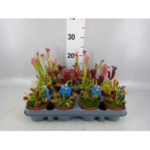Vleesetende planten
