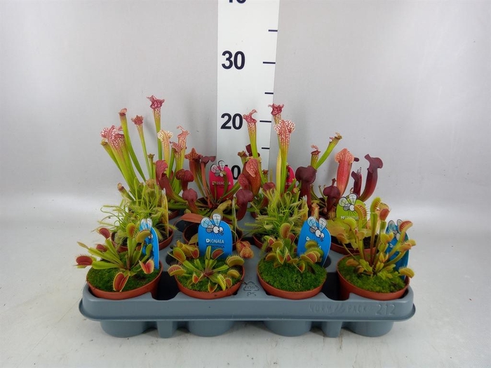 <h4>Vleesetende planten</h4>