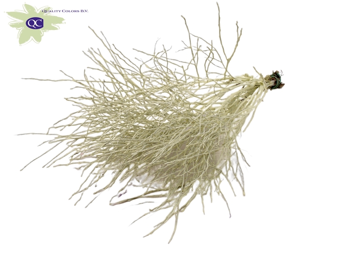 Huckelberry per bunch Creme