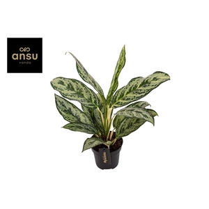 Aglaonema Laurel Green