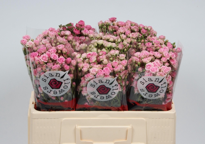 <h4>R TR GYPSY ROSE</h4>