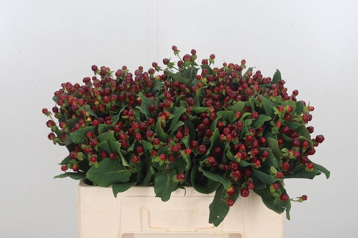 <h4>Hyp Mag Lightning</h4>