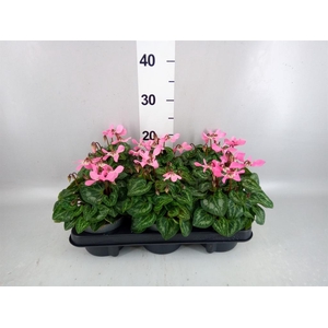 Cyclamen KL 'Djix'