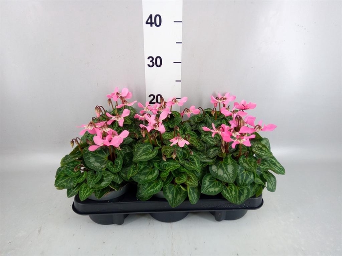 <h4>Cyclamen KL 'Djix'</h4>