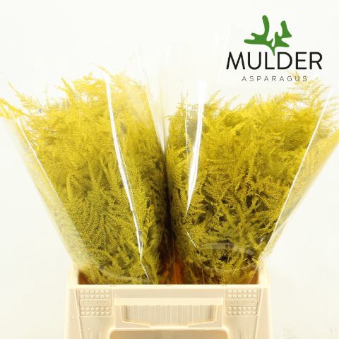 <h4>Snijgroen Yellow 1e Veren</h4>