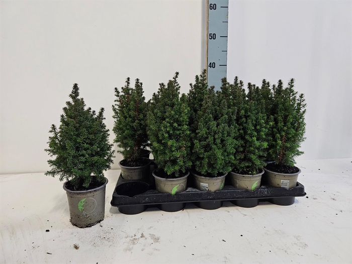 <h4>Chamaecyparis thyoides Top Point</h4>