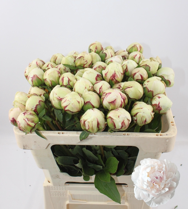 <h4>PAEO L ODILE</h4>