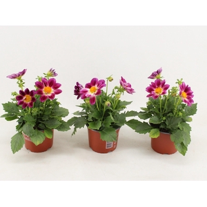 Dahlia Summerbees Purple Bicolor