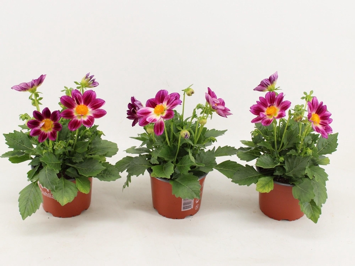 <h4>Dahlia Summerbees Purple Bicolor</h4>