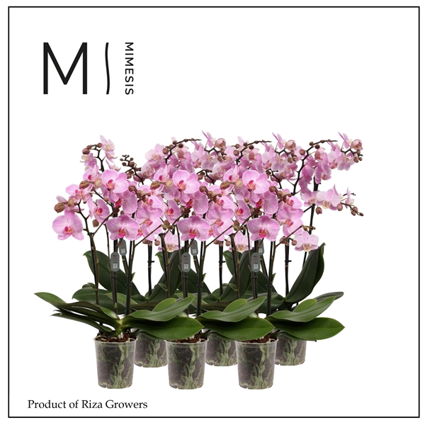 <h4>Mimesis Phal. Multi Light Pink - 3 spike 12cm</h4>