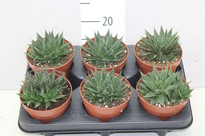 Aloe Aristata