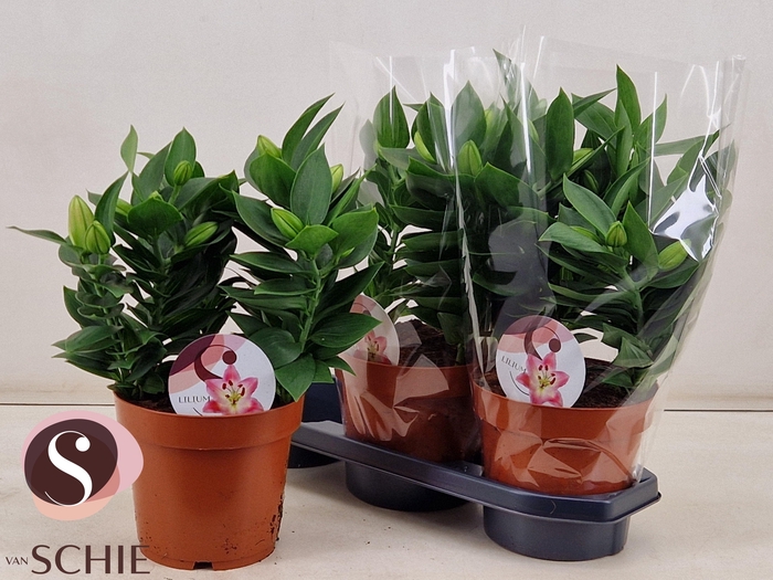 <h4>LIL OR SOUVENIR</h4>