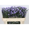 Aster Baby Blue