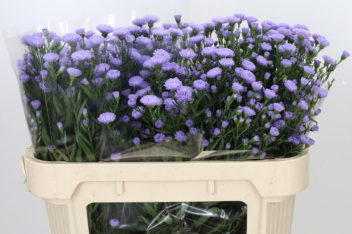 <h4>Aster Baby Blue</h4>