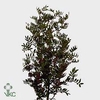 Buxus Green P Bunch