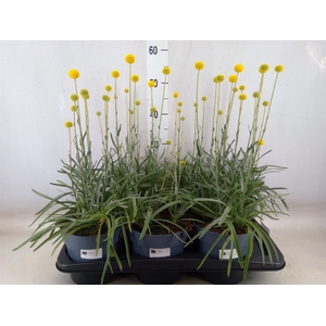 Craspedia globosa 'Golf Beauty'