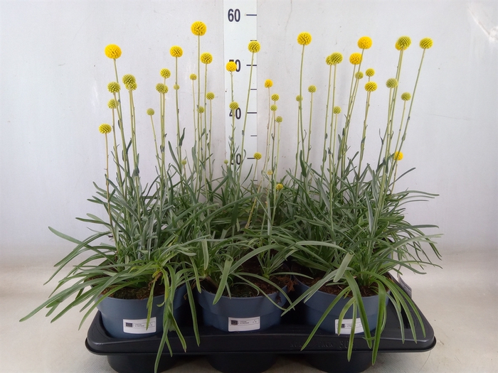 <h4>Craspedia globosa 'Golf Beauty'</h4>
