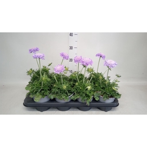 Scabiosa columb.