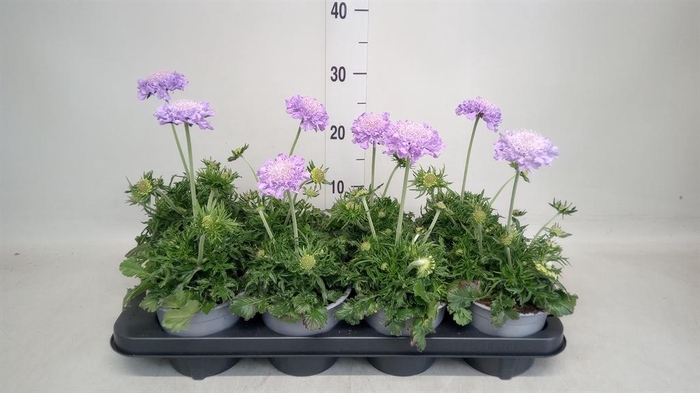 <h4>Scabiosa columb.</h4>