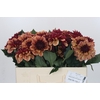 Dahlia Creme de Cognac
