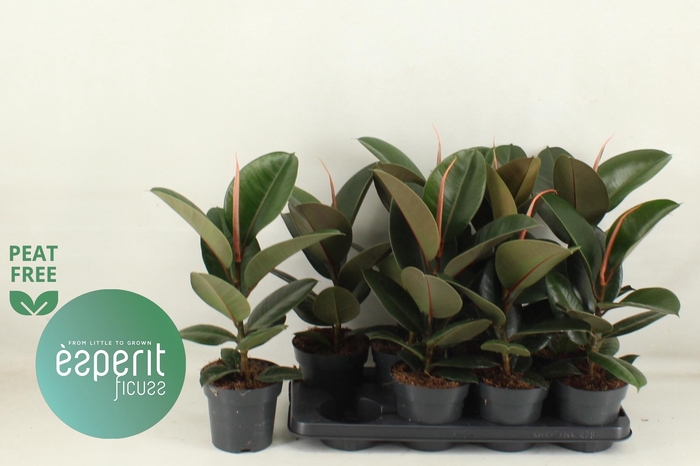 <h4>FIC EL ROBUSTA</h4>