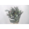 Acacia Balayana Per Stem 75cm
