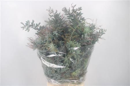 Acacia Balayana Per Stem 75cm