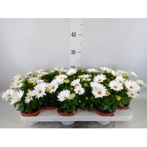 Osteospermum  'Dalina Clarissa'